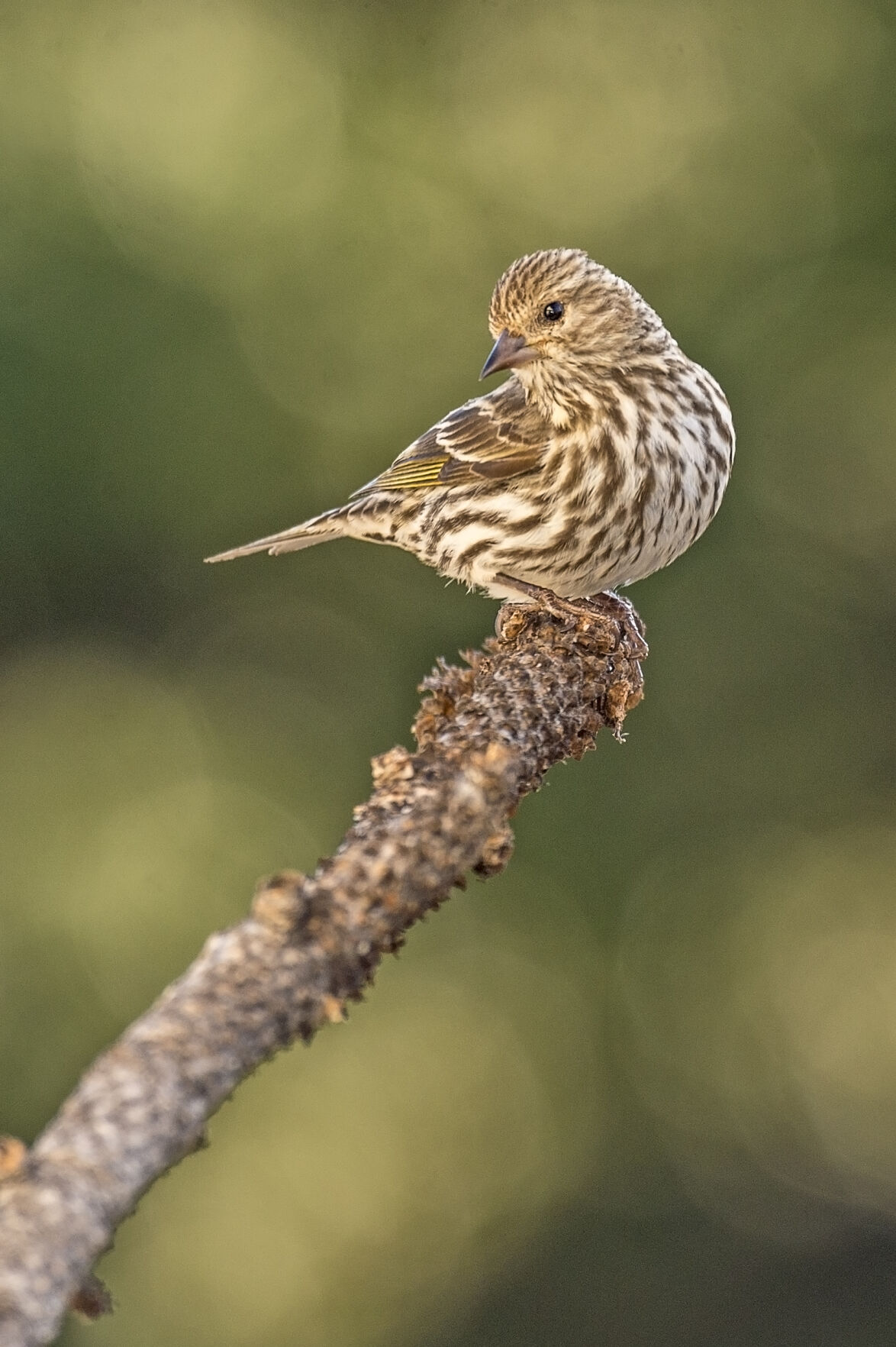 Pine Siskin_EP